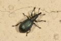 Perapion hydrolapathi